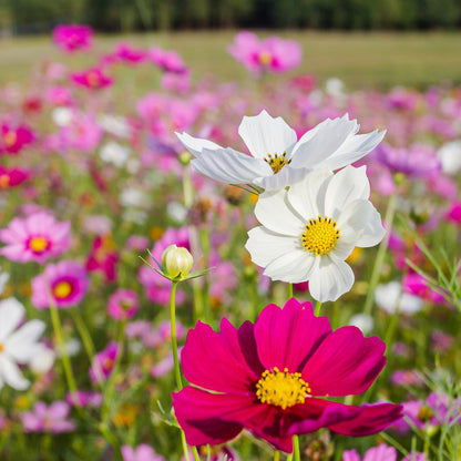 Cosmos Wild Seeds (Cosmos bipinnatus)