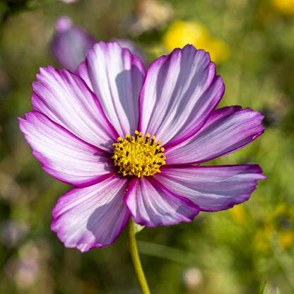 Cosmos Candy Stripe Seeds (Cosmos bipinnatus)