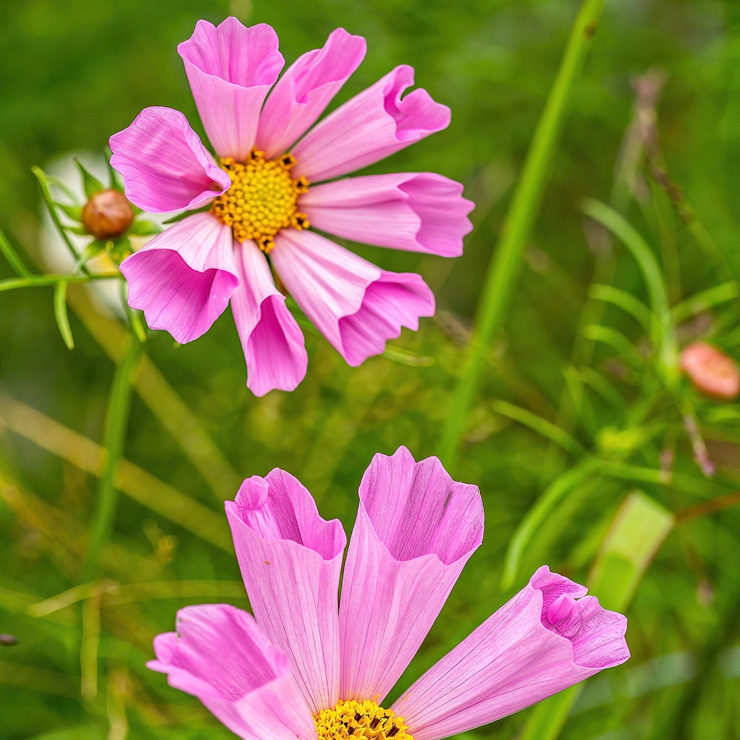 Cosmos Seashell Seeds (Cosmos bipinnatus)