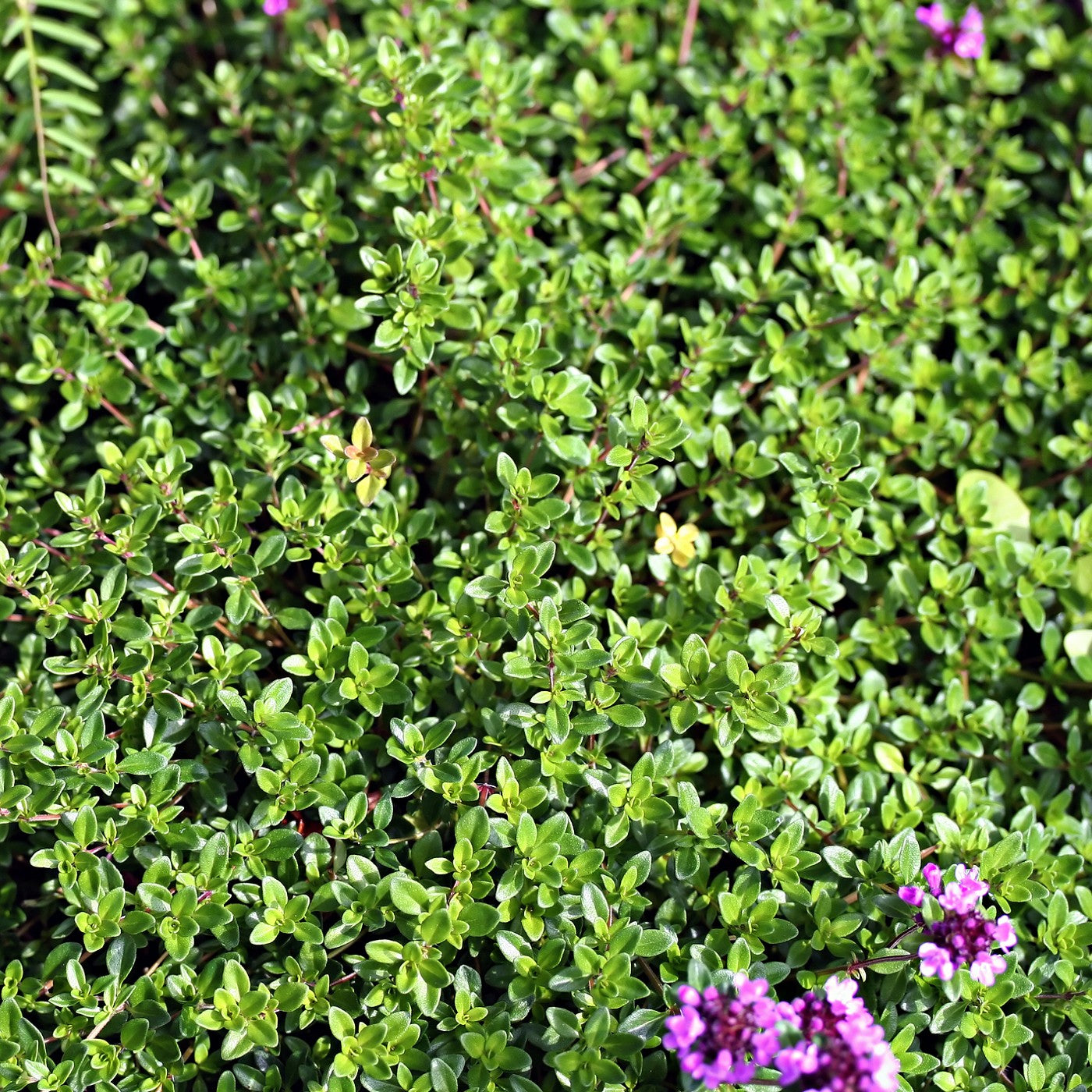 Creeping Thyme Ground Cover Creeping thyme ground cover