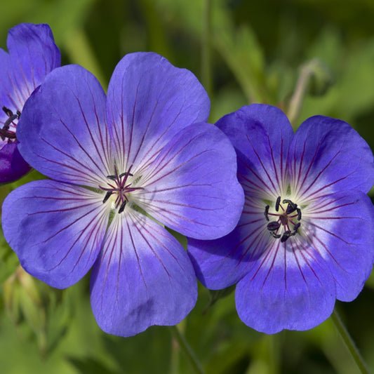 Hardy Geranium Censation TM Daily Blue