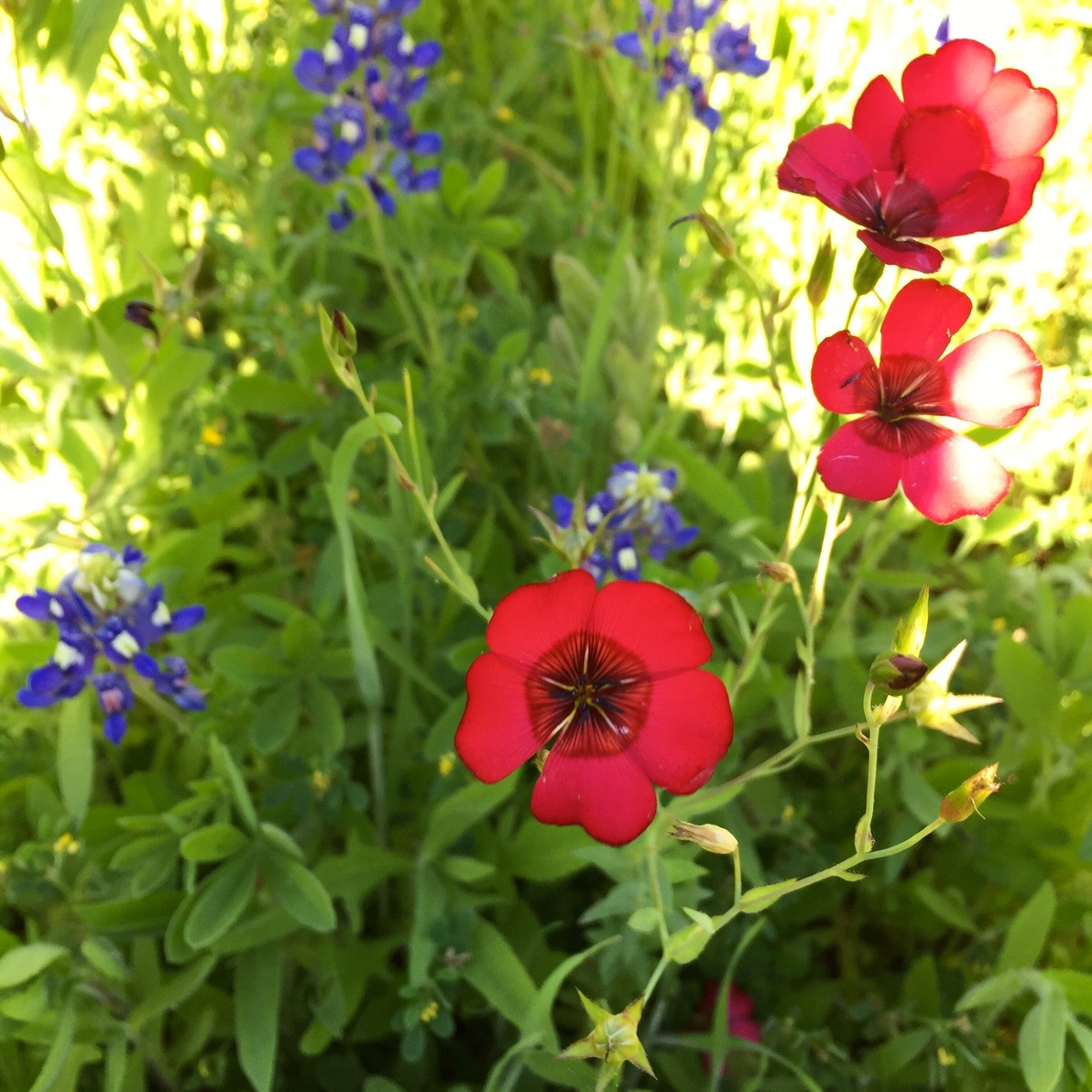 Drummond Phlox Seeds (Phlox drummondi)