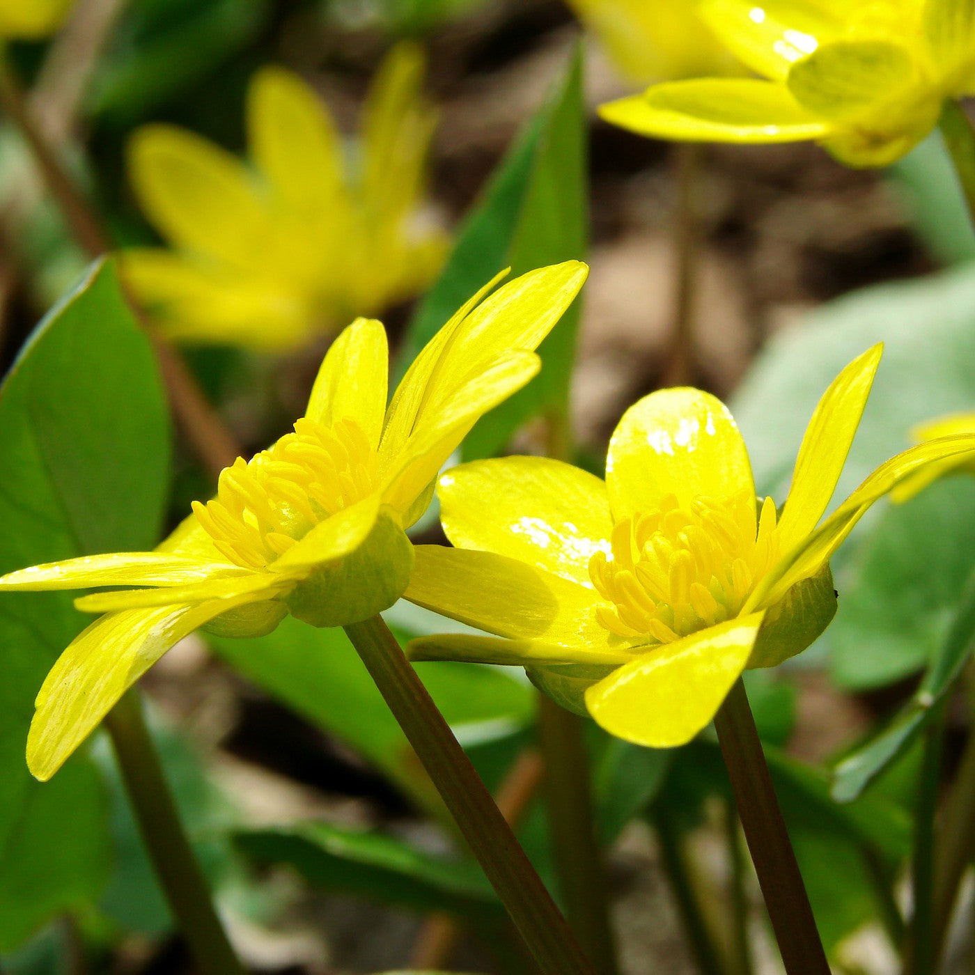 Early Buttercup Seeds (Ranunculus fascicularis)