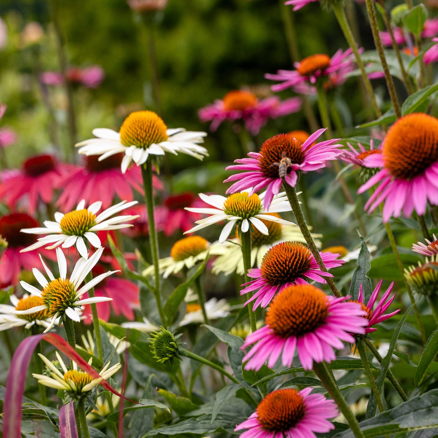 Echinacea Mixture