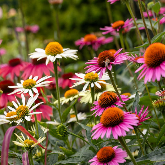 Echinacea Mixture