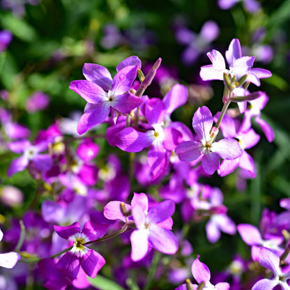 planting night scented stock seeds Evening Scented Stock Seeds (Matthiola Bicornis)