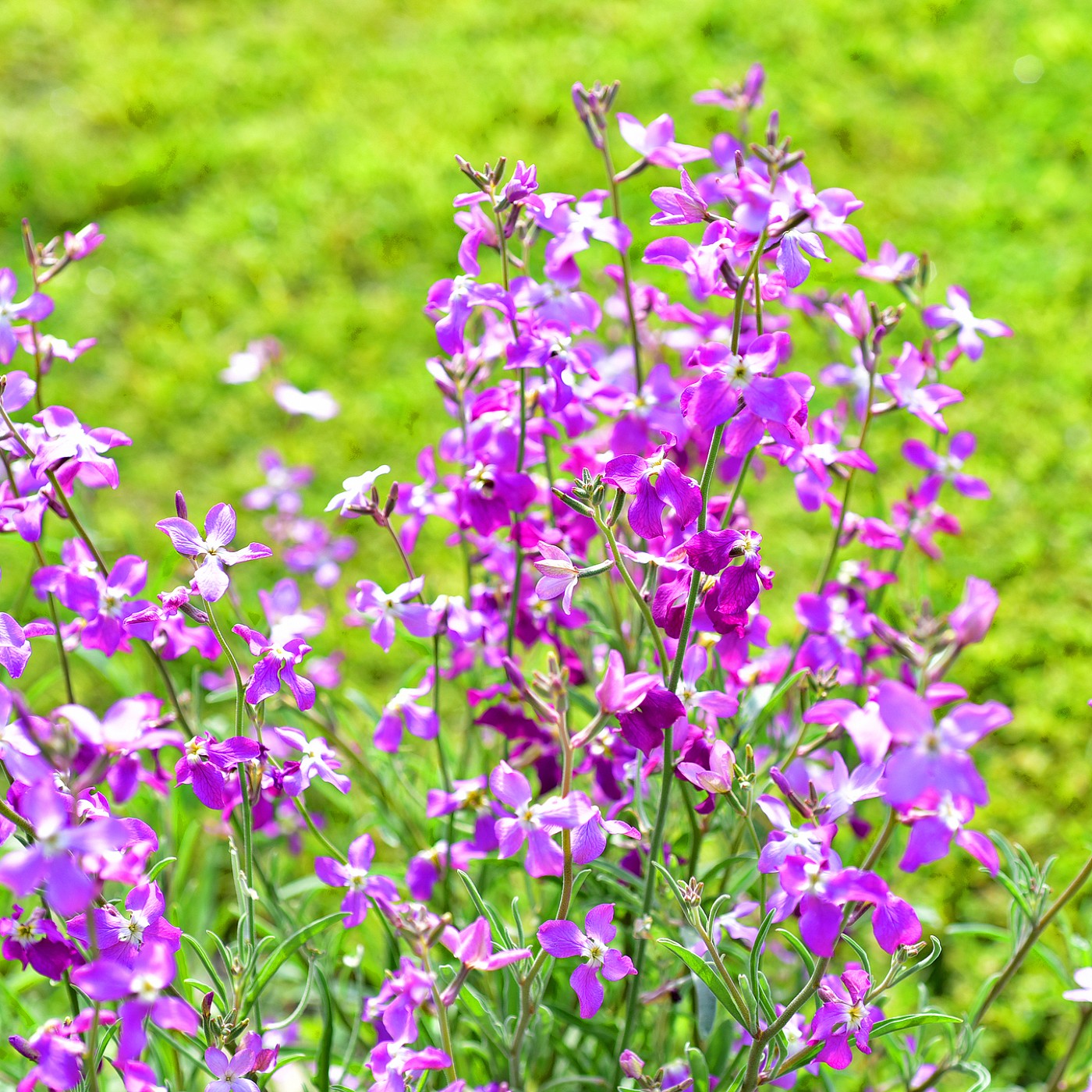 Evening Scented Stock Seeds (Matthiola bicornis)