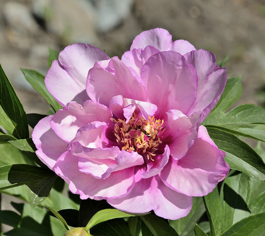Itoh Peony First Arrival