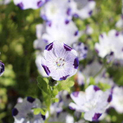 Five Spot Seeds (Nemophila maculata)