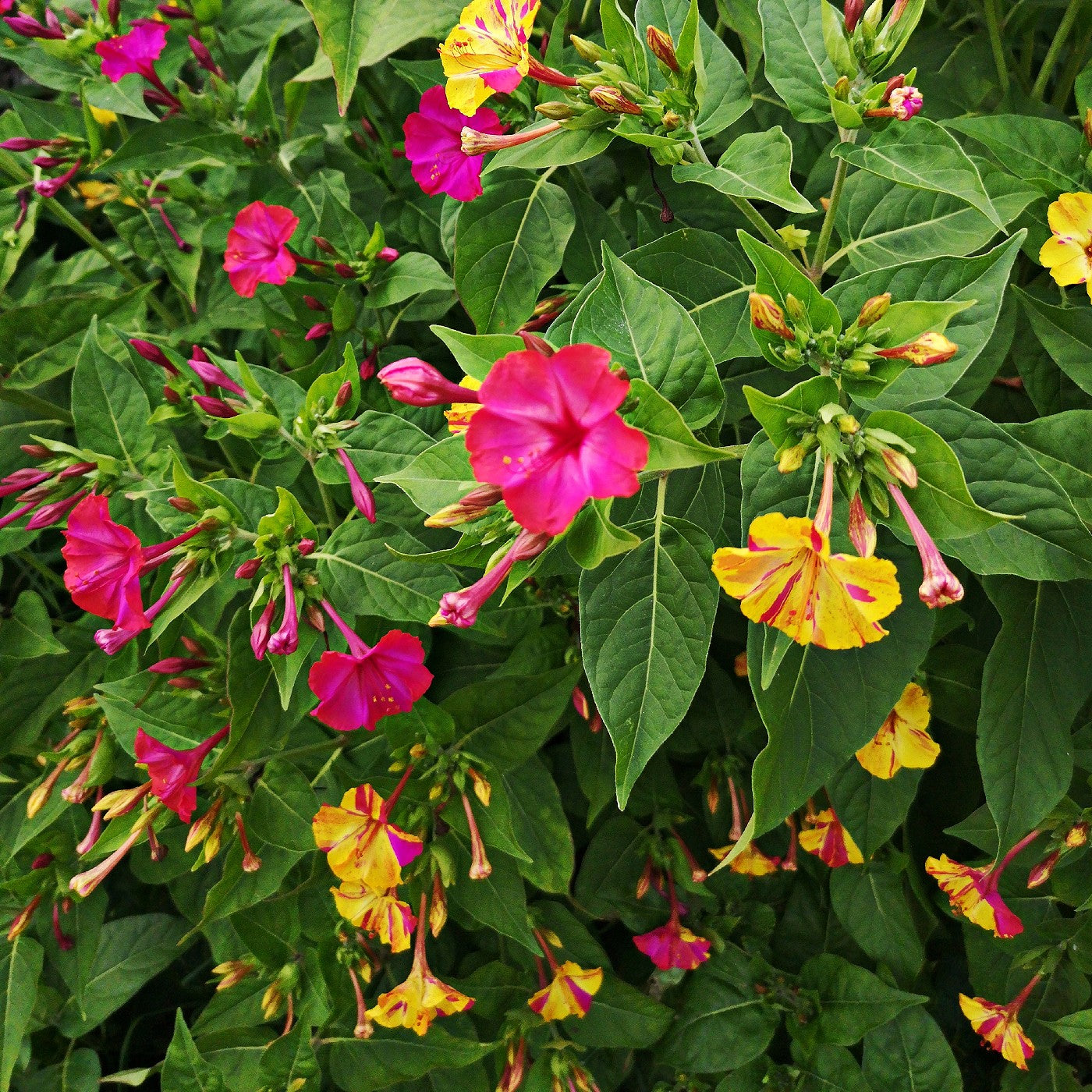 Four O'Clocks Seeds (Mirabilis jalapa) – Vermont Wildflower Farm