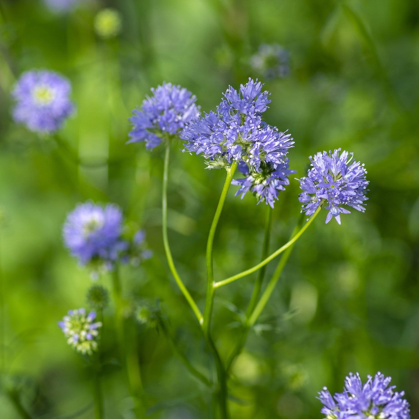 Globe Gilia Seeds (Gilia capitata)