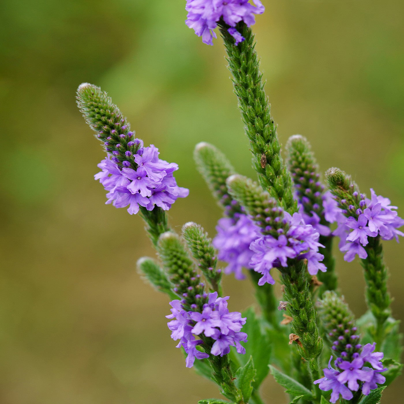 Vervain Hoary Seeds (Verbena stricta)