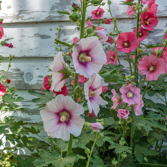 Hollyhock Seeds (Alcea rosea)