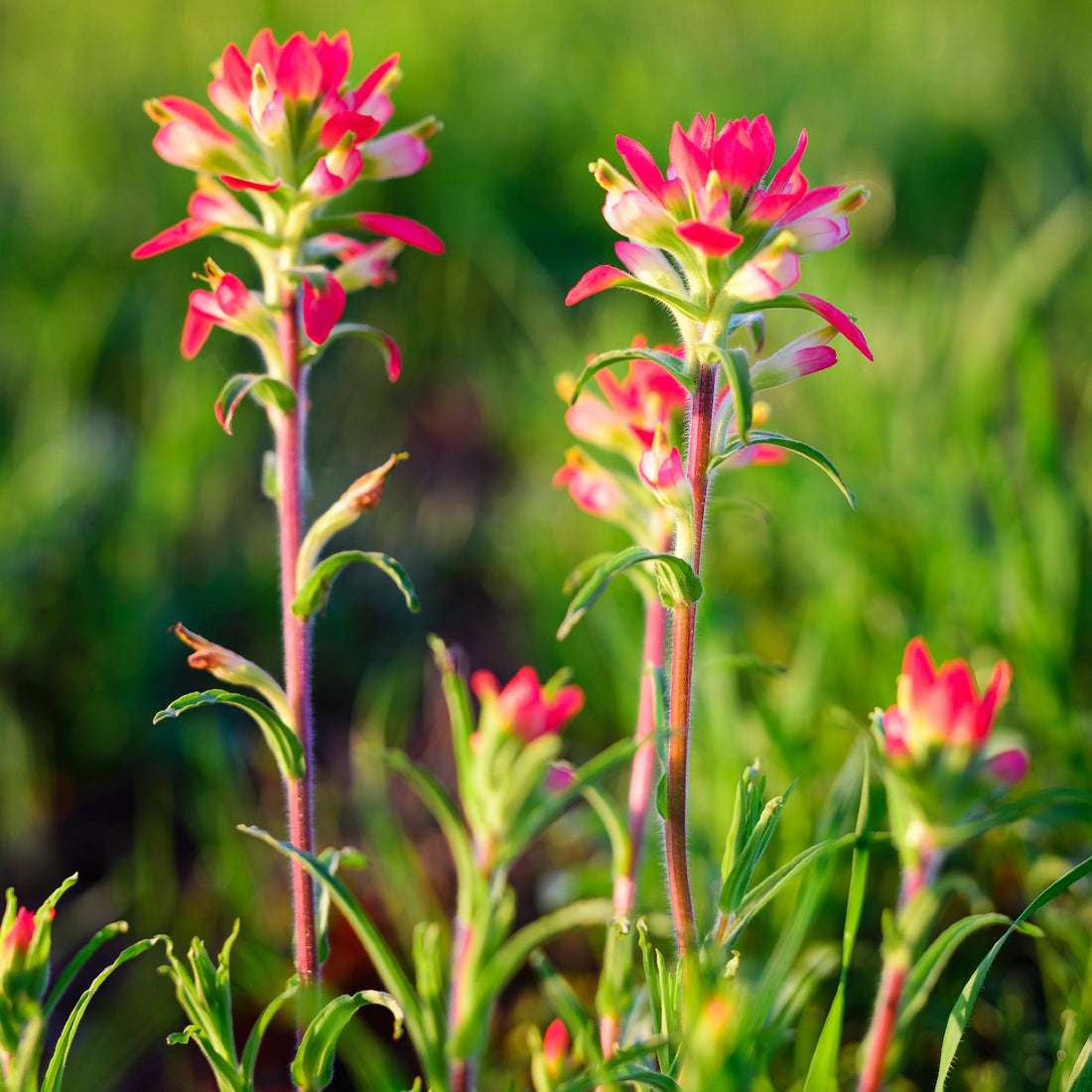 Indian Paintbrush Seeds (Castilleja coccinea) Vermont Wildflower Farm