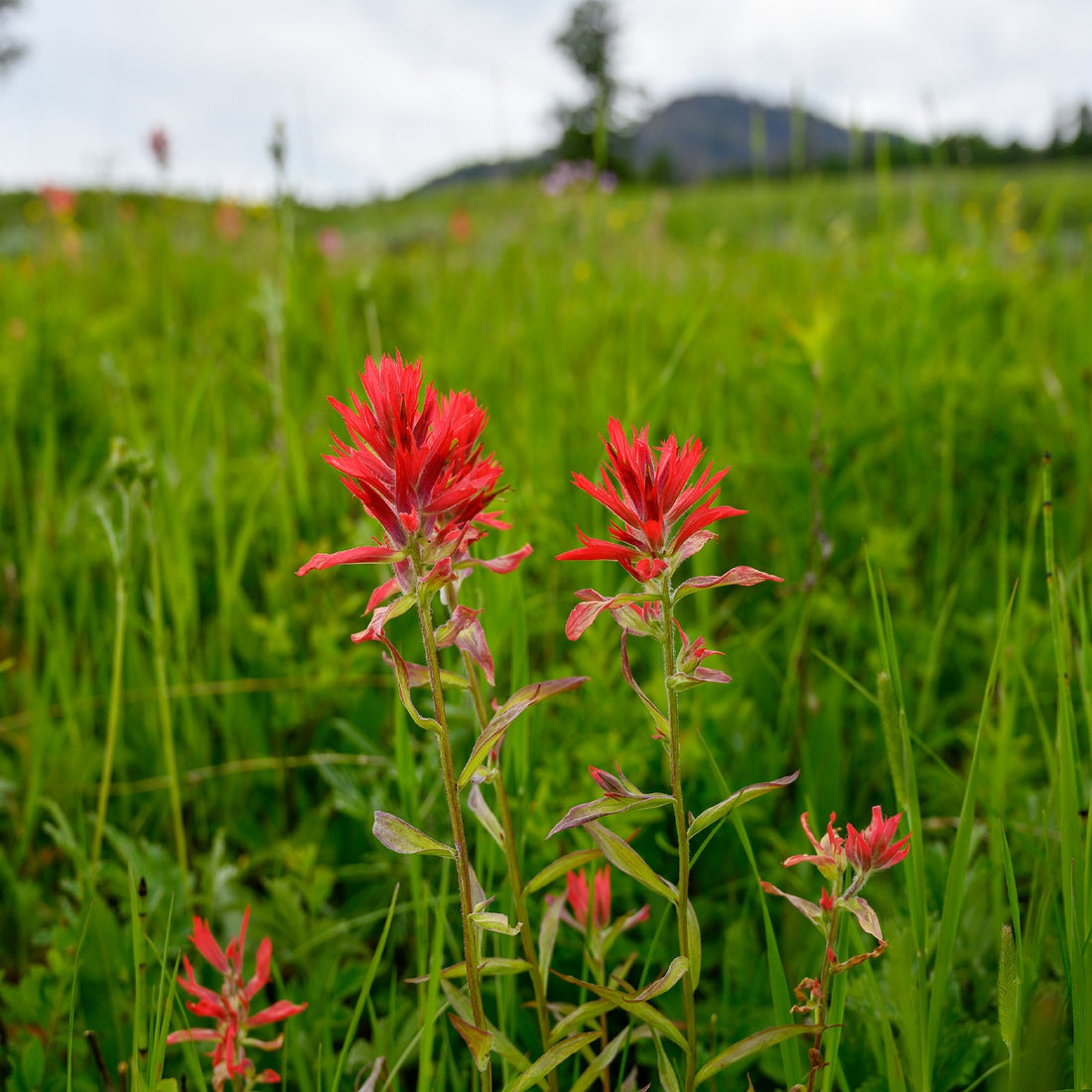 Indian Paintbrush Seeds (Castilleja coccinea) Vermont Wildflower Farm