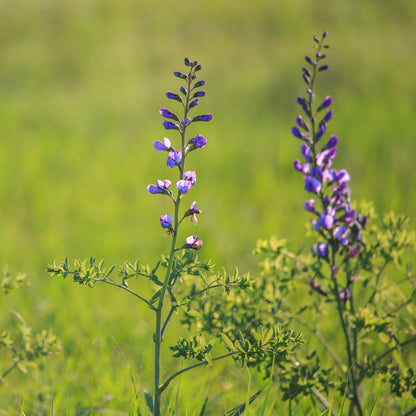 50 Wild Blue Indigo Flower Seeds – New Hill Farms