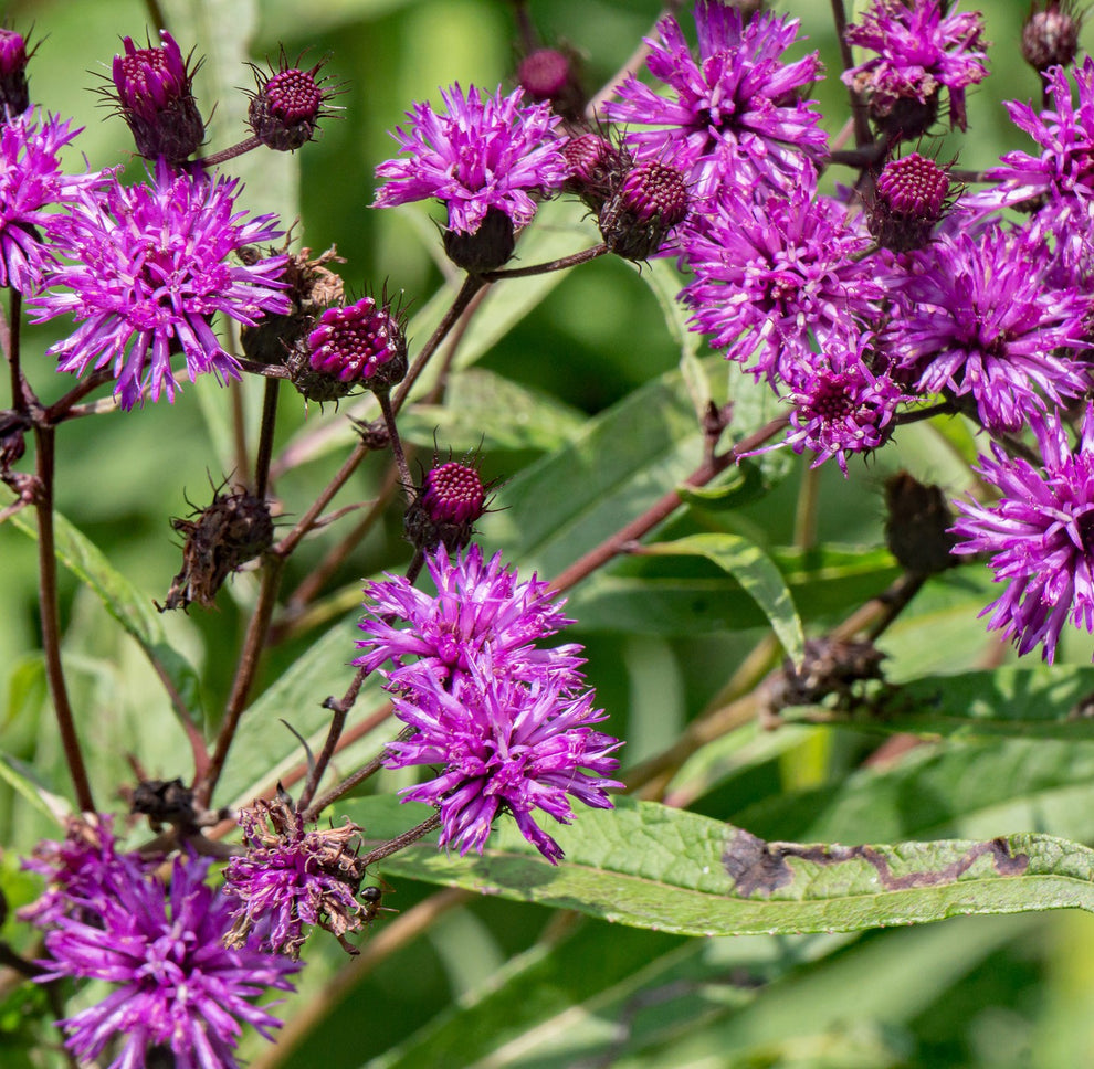 Ironweed Seeds (Vernonia fasciculata) Vermont Wildflower Farm