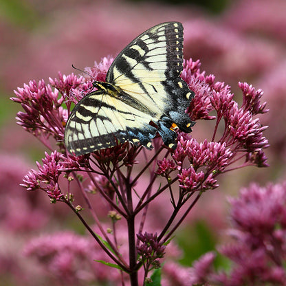 500 Sweet Joe Pye Weed Seeds - Perennial, Attracts Bees & Butterflies, Easy To Grow (USA, 2025 Season)