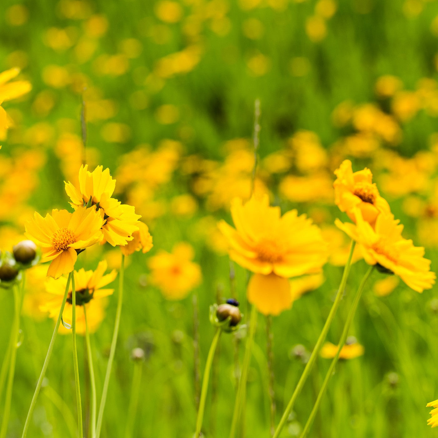 Coreopsis Lance Leaf Seeds (Coreopsis lanceolata)