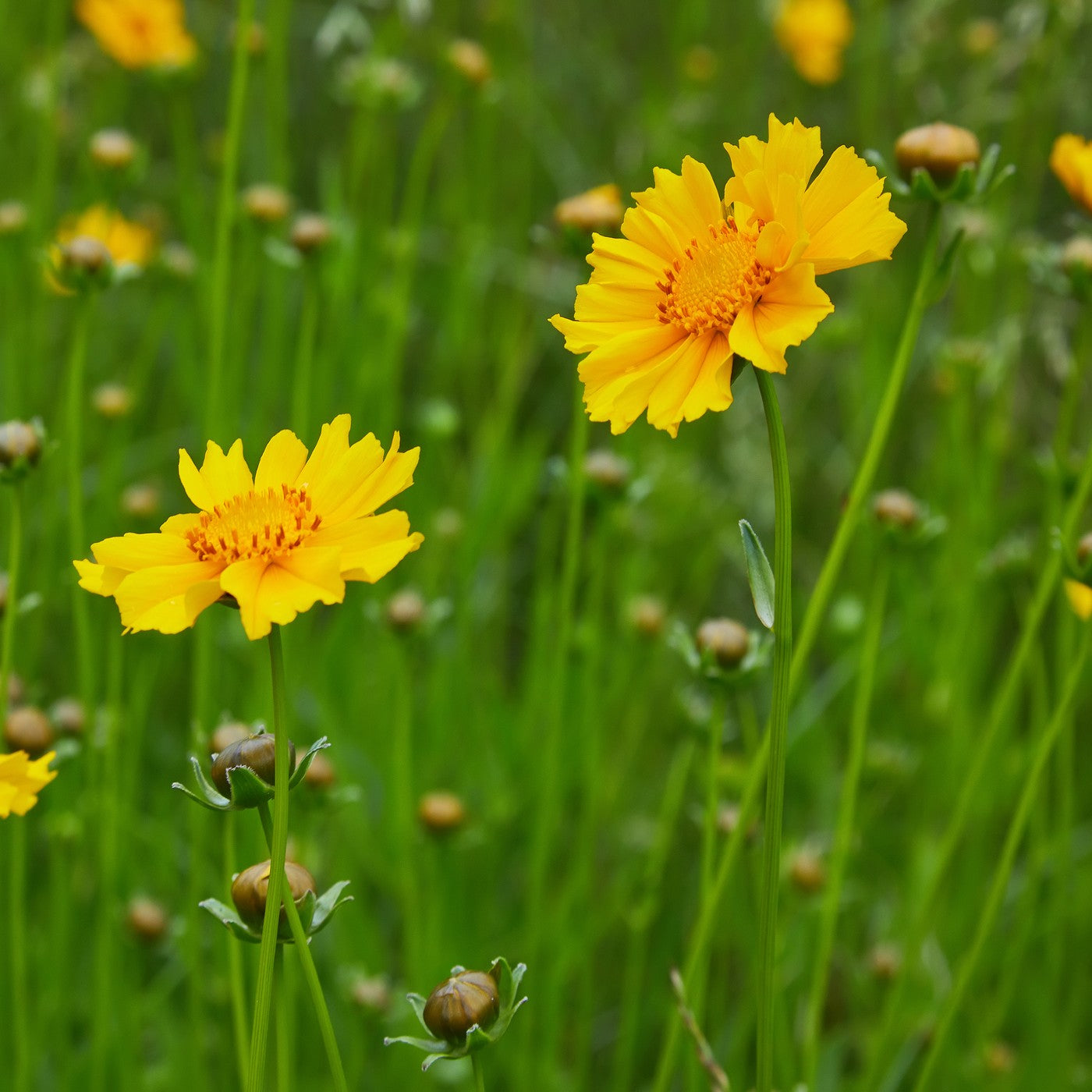 Coreopsis Lance Leaf Seeds (Coreopsis lanceolata)