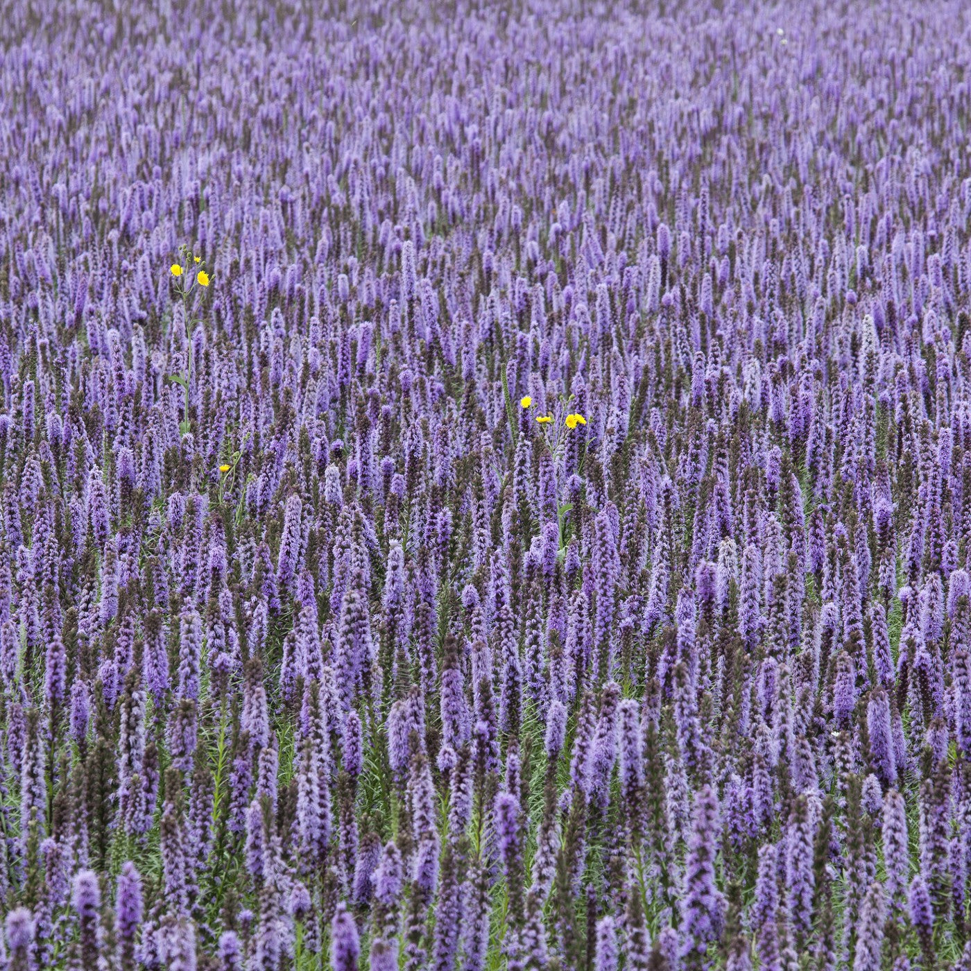 Lavender Hyssop Seeds