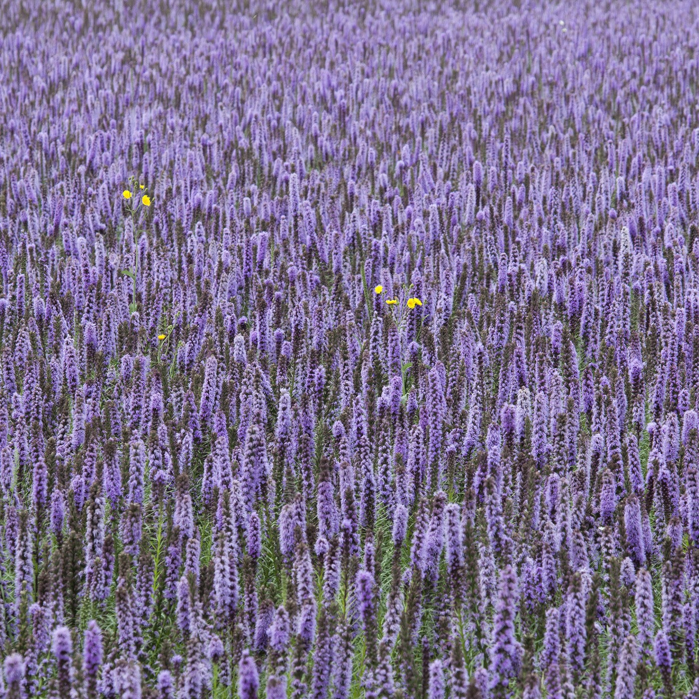 How to Remove Dried Lavender Buds from the Stems - Tidbits