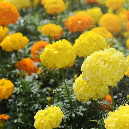 Marigold Crackerjack Mix Seeds (Tagetes erecta)