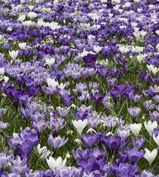 Crocus Blue Moon Mix