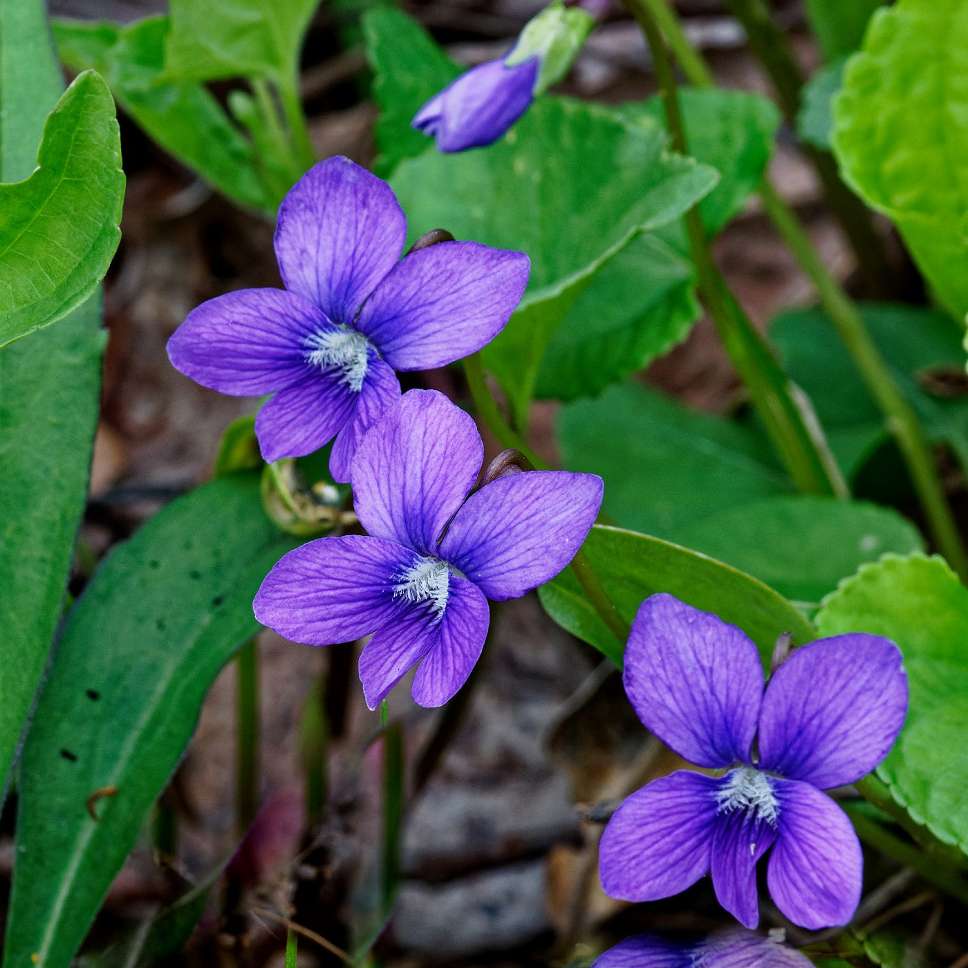 Blue Violet Flowers 9 Reasons To Embrace The Wild Violets In Your Lawn