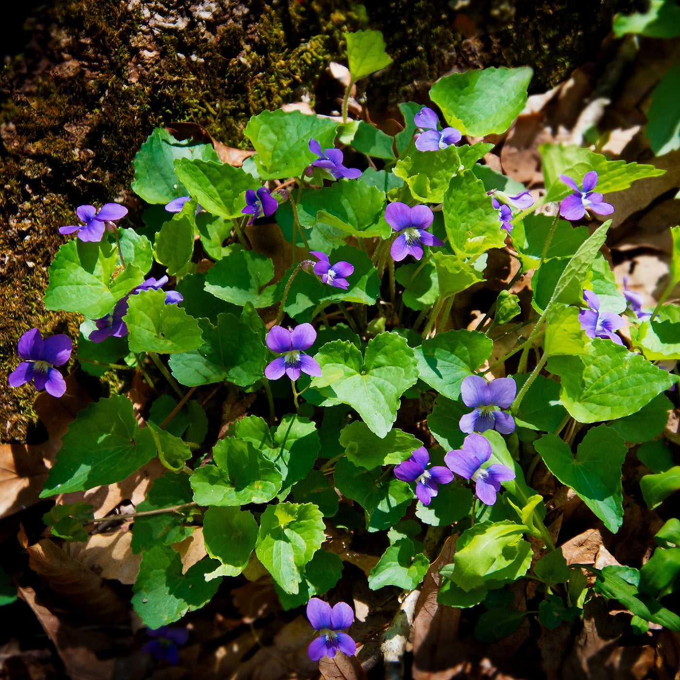Common Blue Violet (Viola sororia)