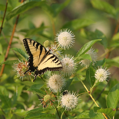 Buttonbush (Cephalanthus occidentalis)