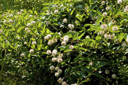 Buttonbush (Cephalanthus occidentalis)