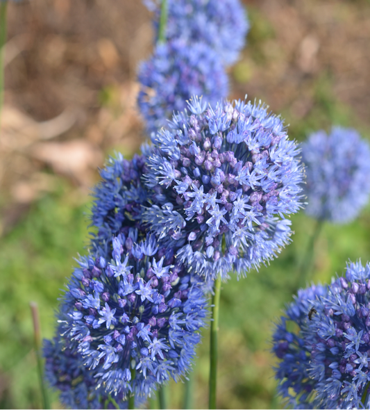 Allium caeruleum