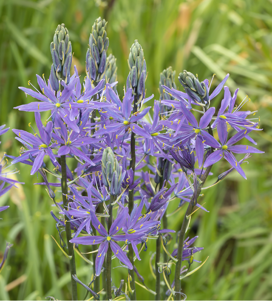 Camassia