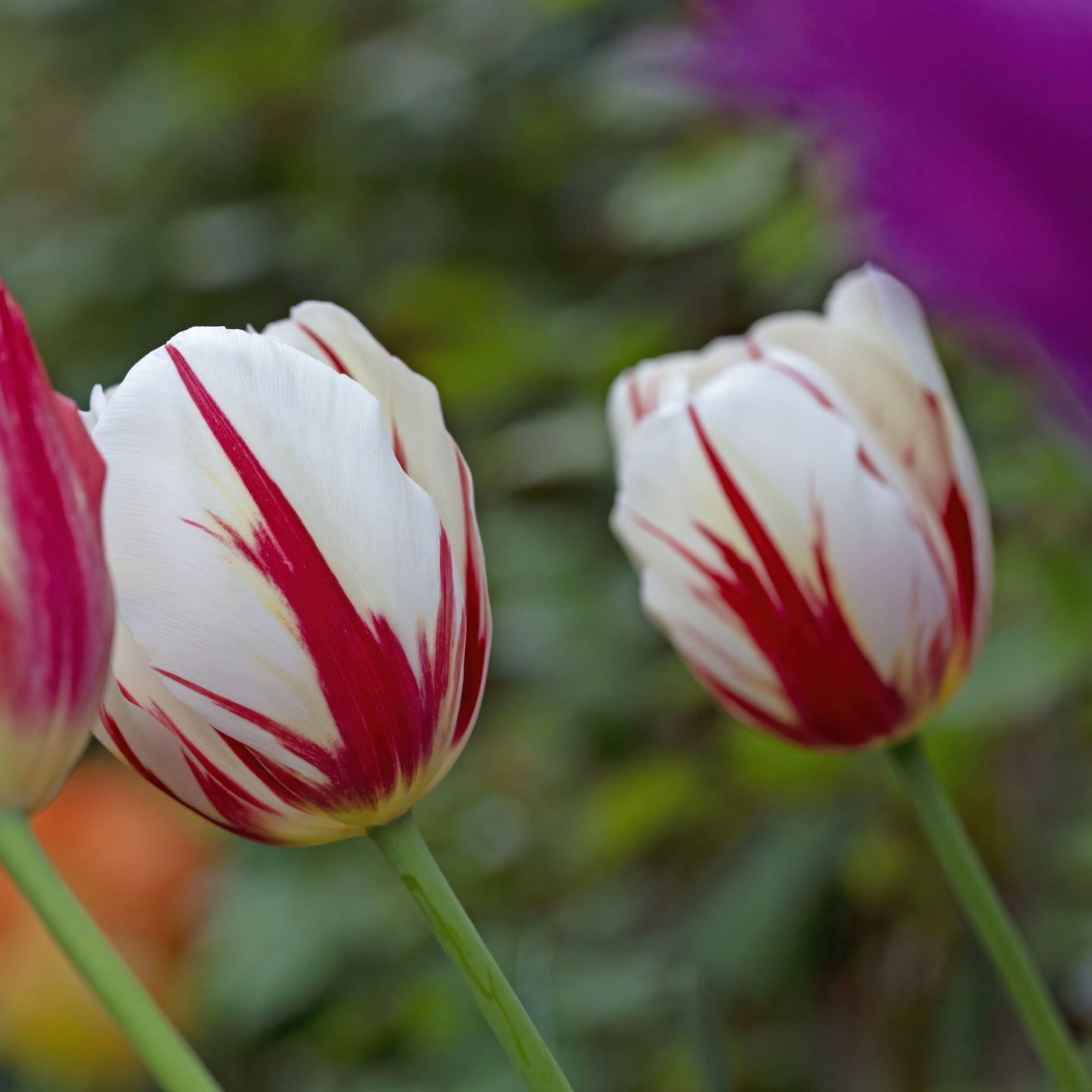 Tulip Carnaval de Rio