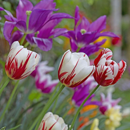 Tulip Carnaval de Rio