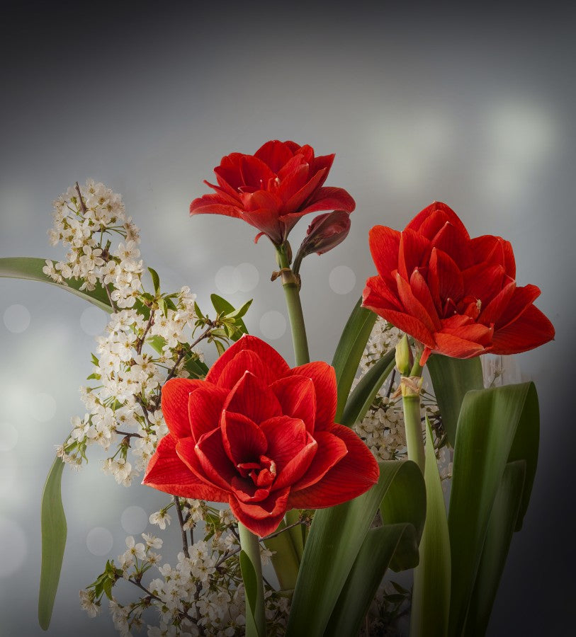 Amaryllis Cherry Nymph