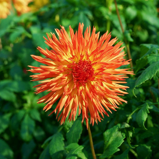 Dahlia Semi-Cactus Cheyenne Chieftain