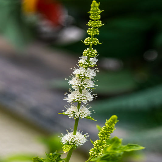 Actaea racemosa (Black Cohosh)