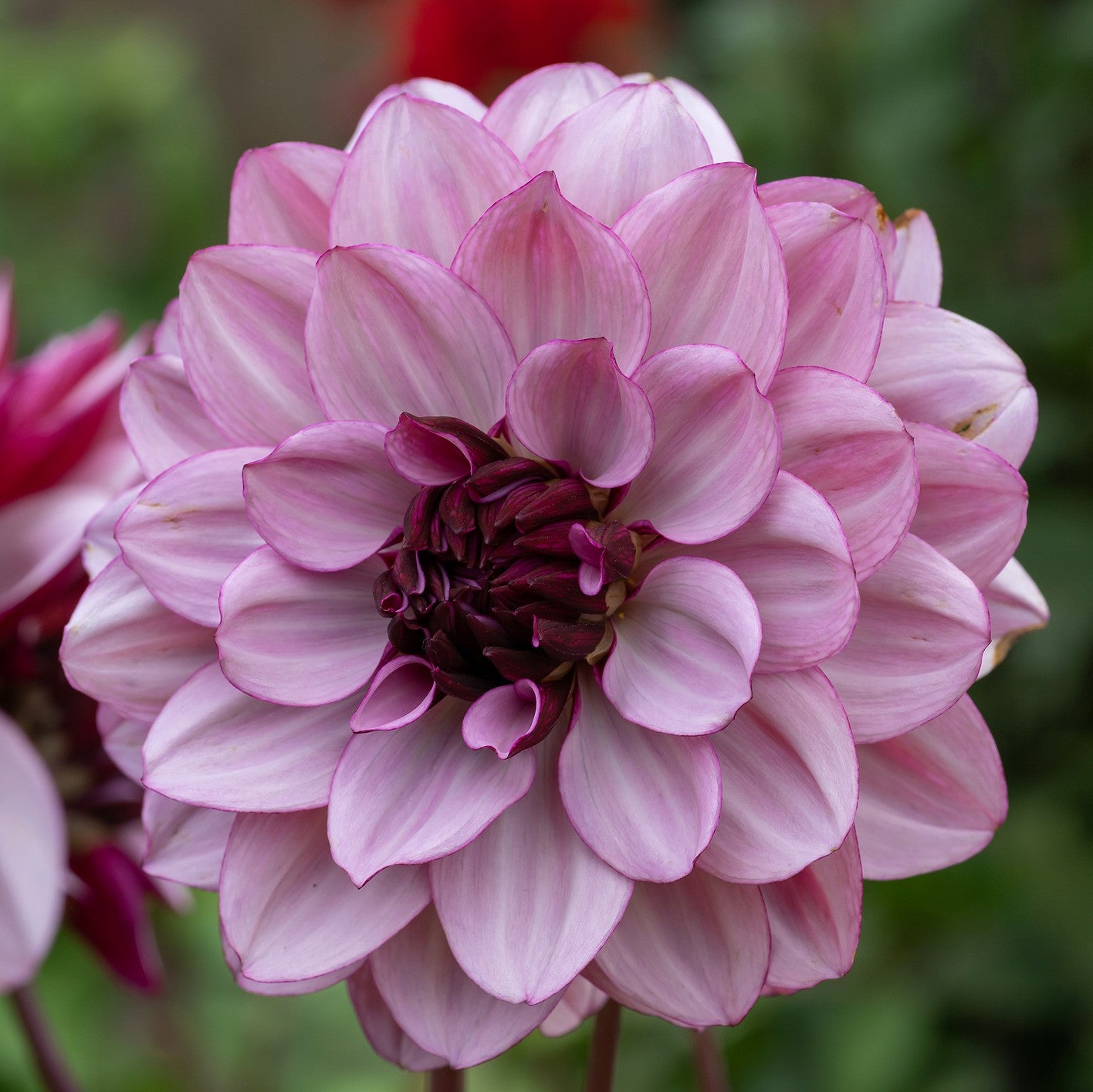 Dahlia Decorative Creme de Cassis