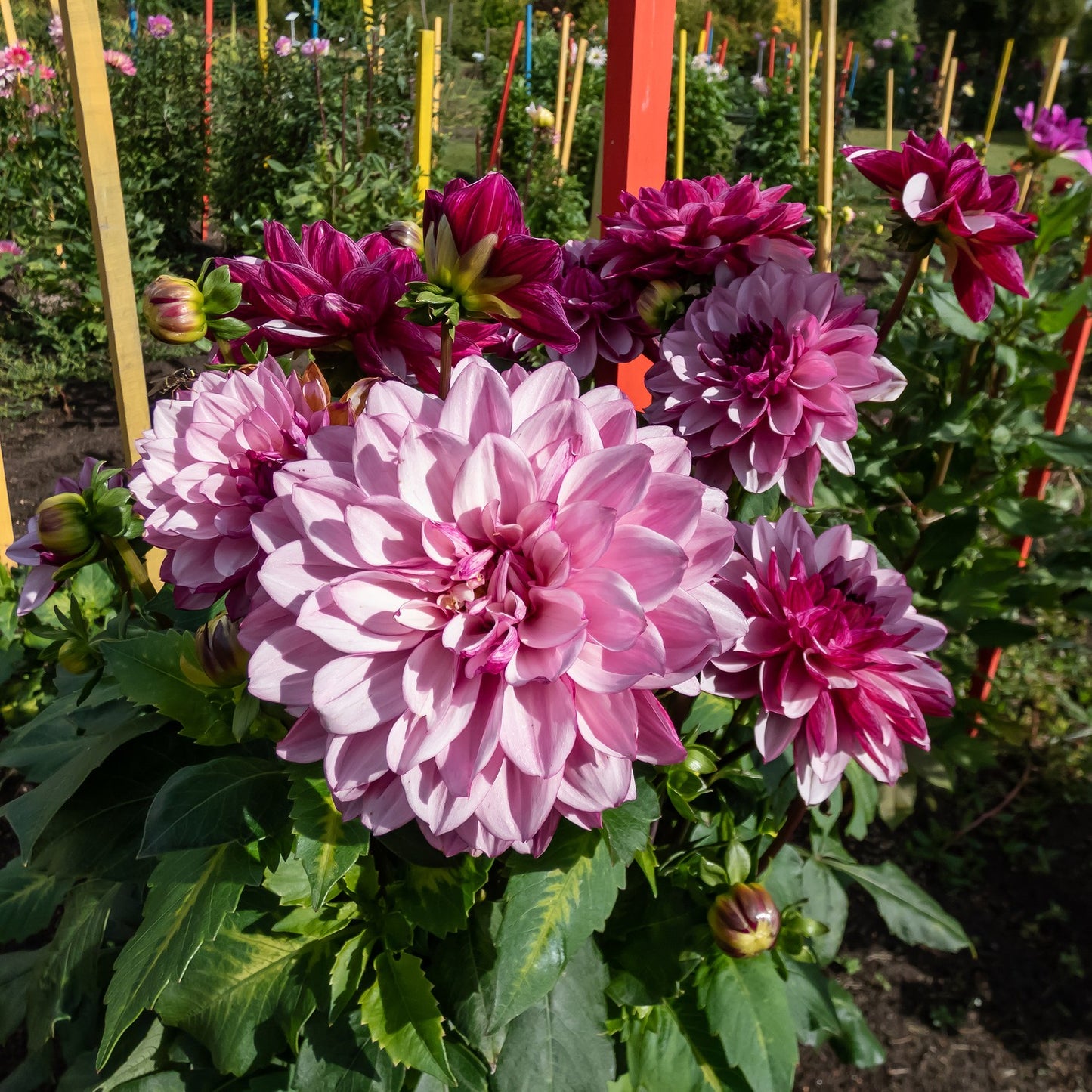 Dahlia Decorative Creme de Cassis
