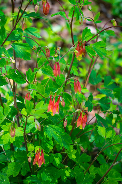 Columbine Eastern Red Seeds (Aquilegia canadensis)