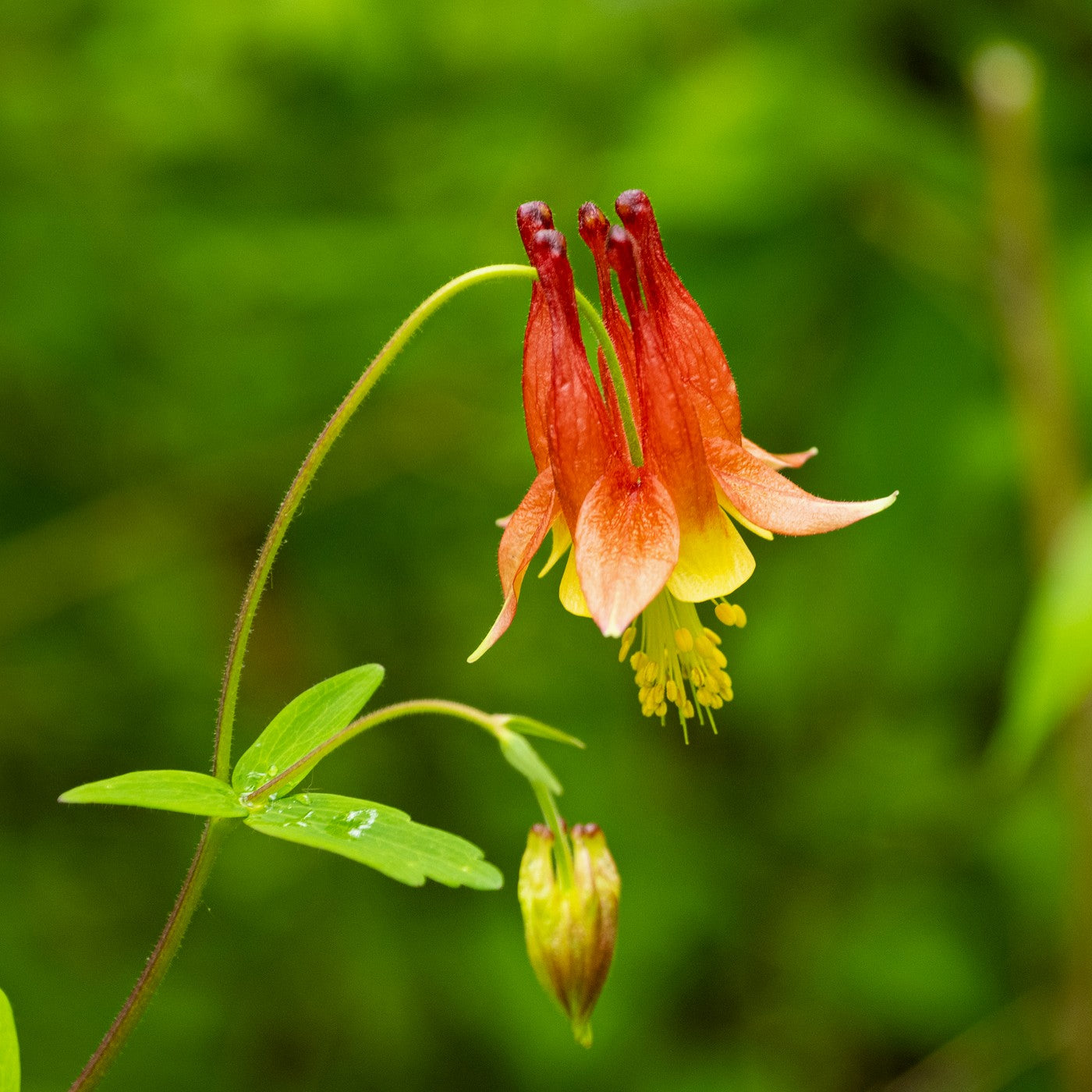 Columbine Eastern Red Seeds (Aquilegia canadensis)