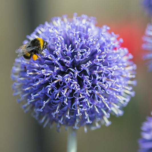 Globe Thistle (Echinops) Seeds