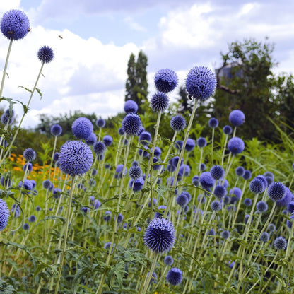 Globe Thistle (Echinops) Seeds