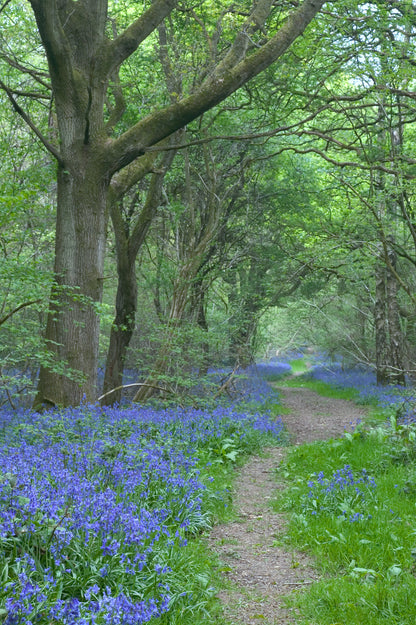 English Bluebells