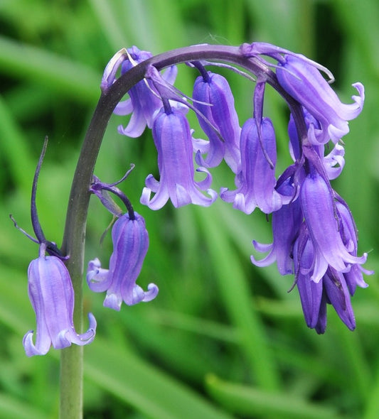 English Bluebells