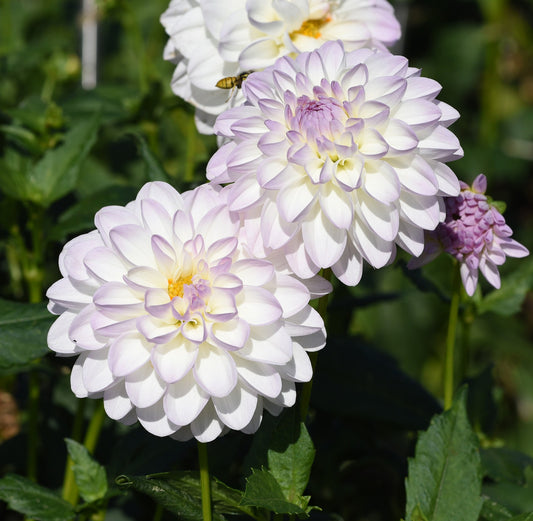 Dahlia Decorative Eveline