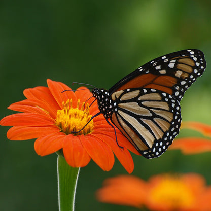 Sunflower Mexican Seeds (Tithonia rotundifolia)