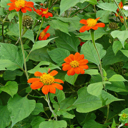 Sunflower Mexican Seeds (Tithonia rotundifolia)